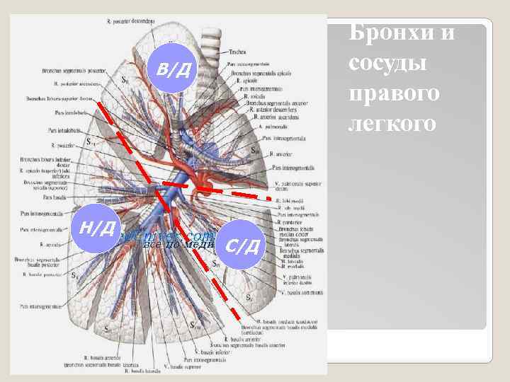 Бронхи и сосуды правого легкого В/Д Н/Д С/Д 