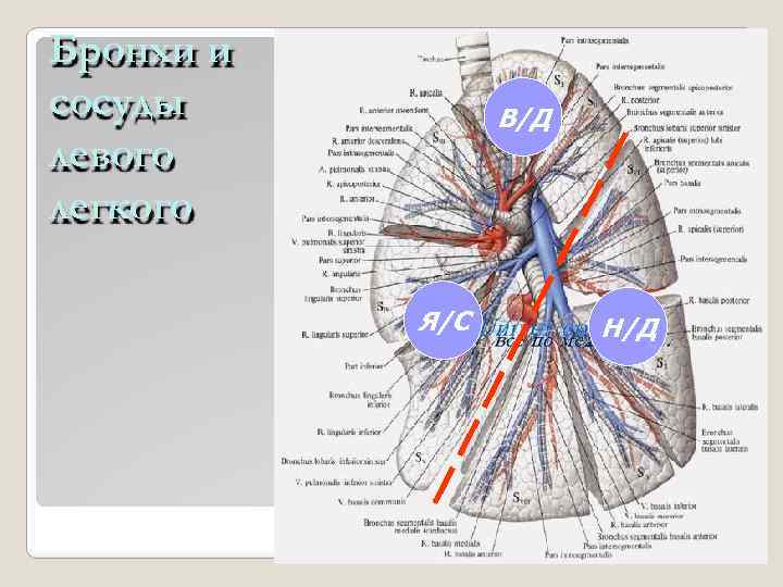 Бронхи и сосуды левого легкого В/Д Я/С Н/Д 