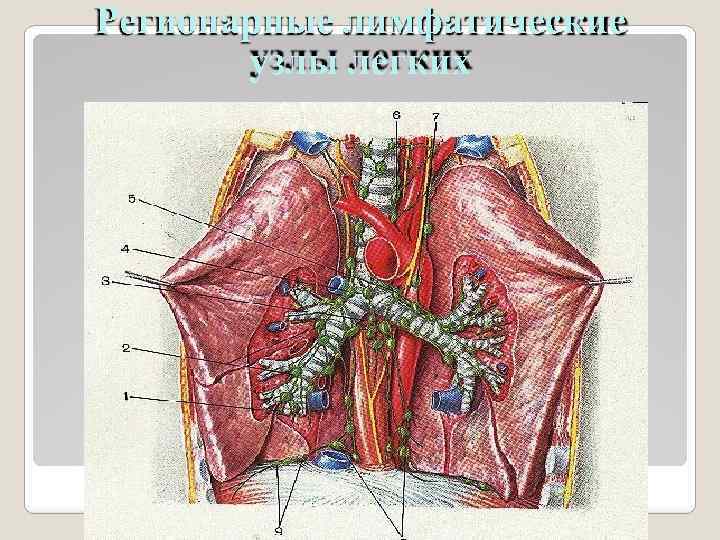Регионарные лимфатические узлы легких 