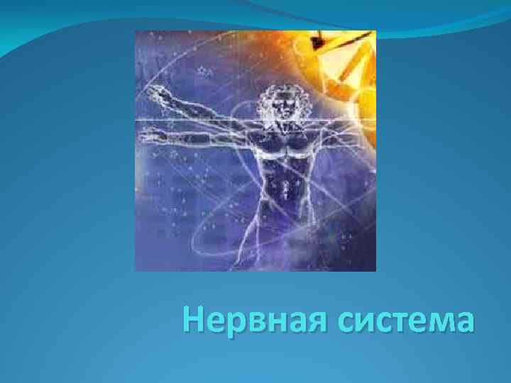 Нервная система 