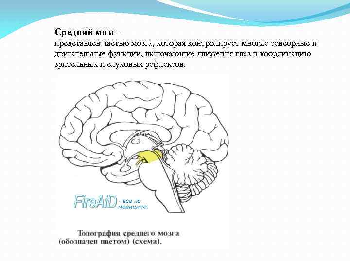 Средний мозг – представлен частью мозга, которая контролирует многие сенсорные и двигательные функции, включающие
