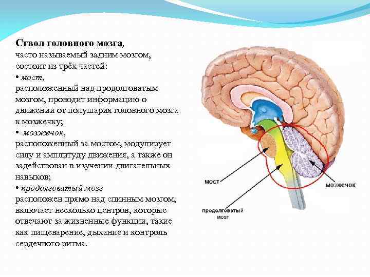 Ствол головного мозга, часто называемый задним мозгом, состоит из трёх частей: • мост, расположенный