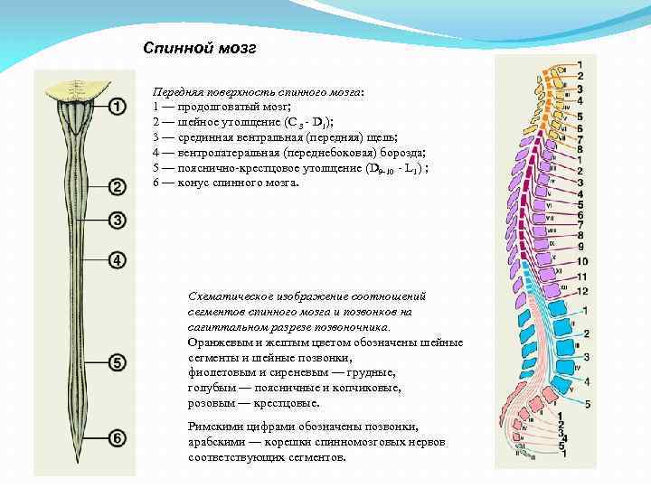 Спинной мозг Передняя поверхность спинного мозга: 1 — продолговатый мозг; 2 — шейное утолщение