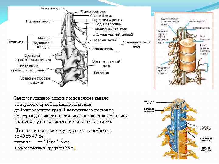 Залегает спинной мозг в позвоночном канале от верхнего края I шейного позвонка до I