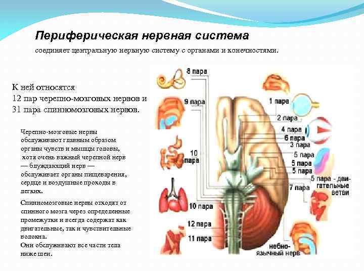Периферическая нервная система соединяет центральную нервную систему с органами и конечностями. К ней относятся