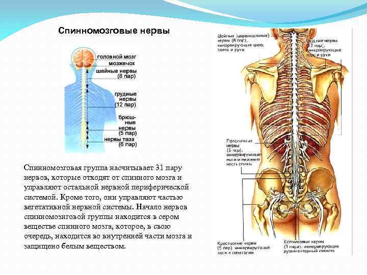 Анатомия обонятельный нерв схема