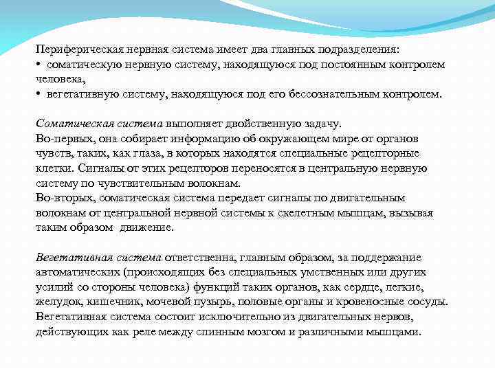 Периферическая нервная система имеет два главных подразделения: • соматическую нервную систему, находящуюся под постоянным