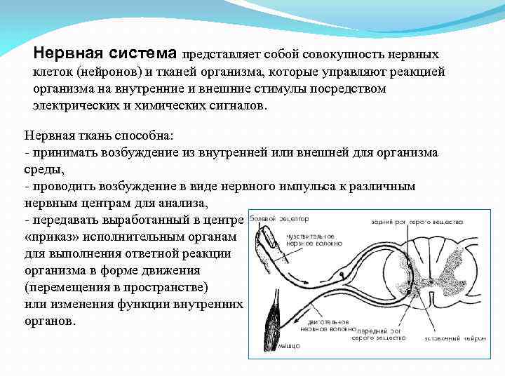 Нервная система представляет собой совокупность нервных клеток (нейронов) и тканей организма, которые управляют реакцией