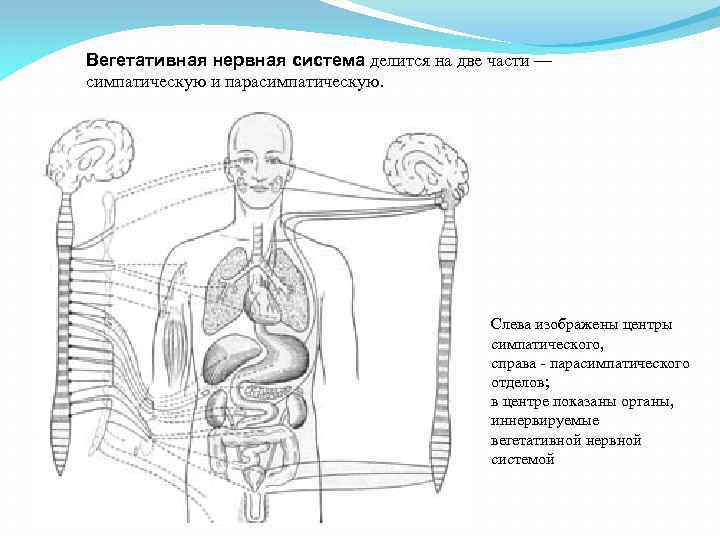 Вегетативная нервная система делится на две части — симпатическую и парасимпатическую. Слева изображены центры