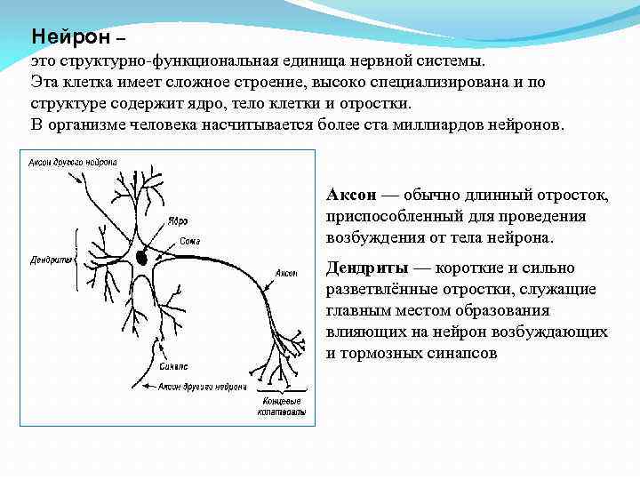 Нейрон – это структурно-функциональная единица нервной системы. Эта клетка имеет сложное строение, высоко специализирована