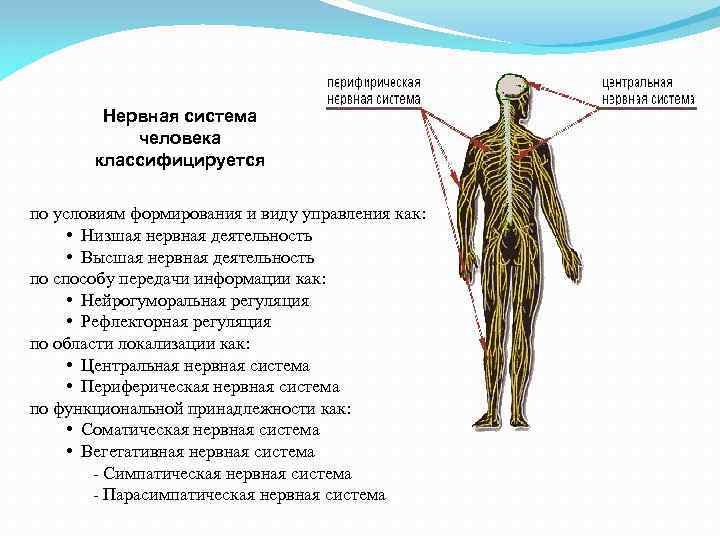 Нервная система человека классифицируется по условиям формирования и виду управления как: • Низшая нервная