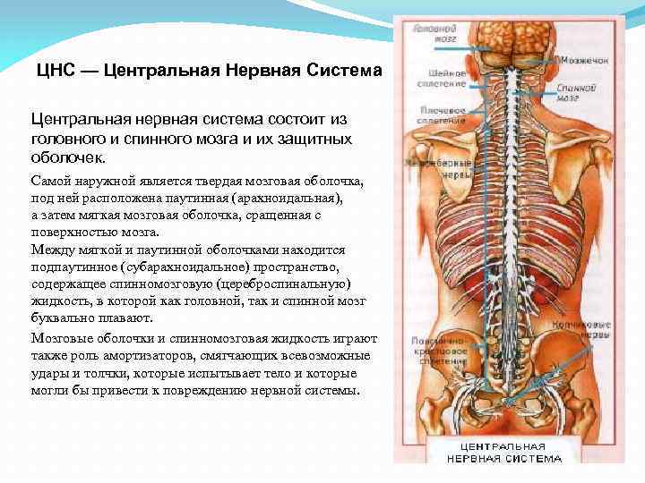 Нервная система фото