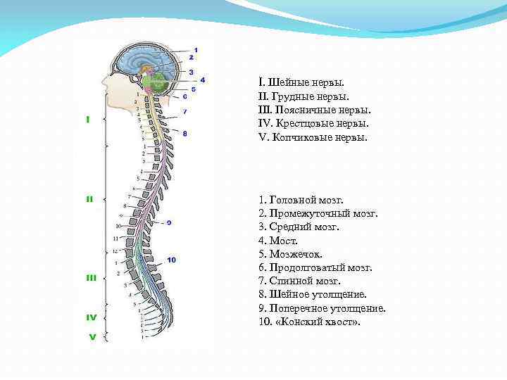 I. Шейные нервы. II. Грудные нервы. III. Поясничные нервы. IV. Крестцовые нервы. V. Копчиковые