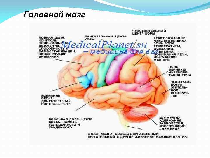 Головной мозг 