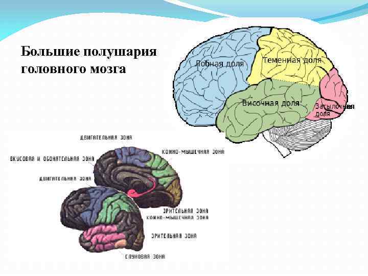 Большие полушария головного мозга 
