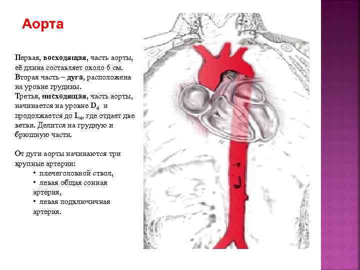 Чем образованы клапаны сердца