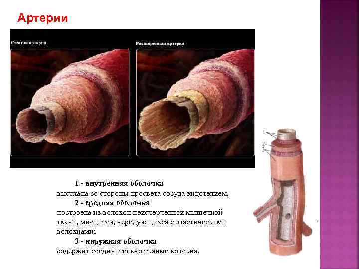 Артерии 1 - внутренняя оболочка выстлана со стороны просвета сосуда эндотелием, 2 - средняя