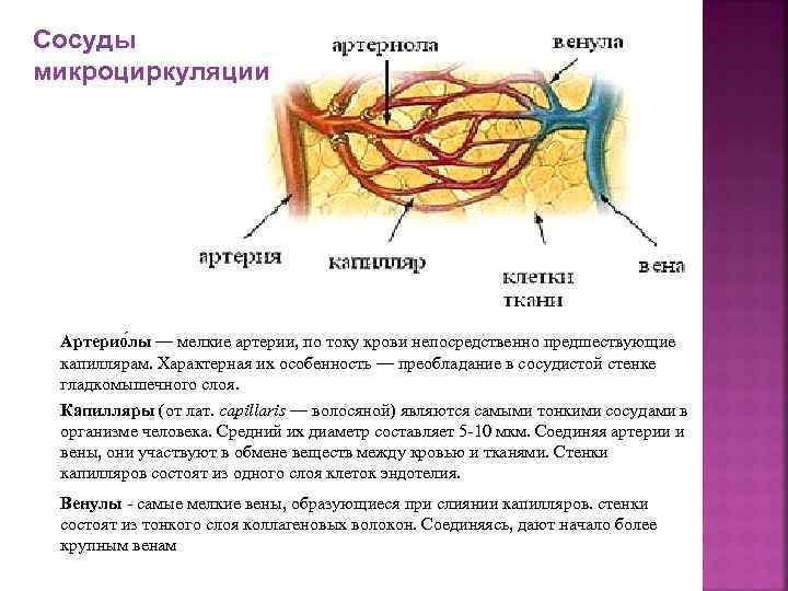 Виды искусственных клапанов сердца