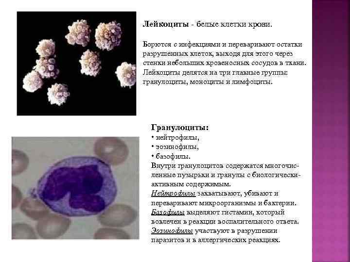 Лейкоциты - белые клетки крови. Борются с инфекциями и переваривают остатки разрушенных клеток, выходя