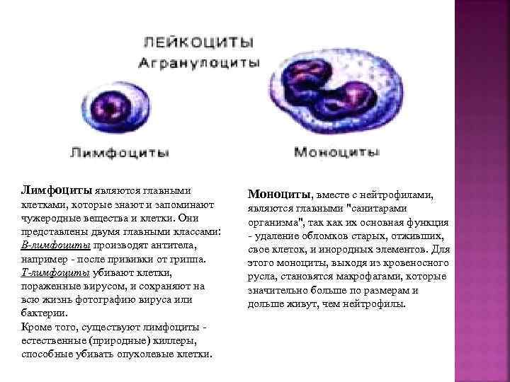 Лимфоциты являются главными клетками, которые знают и запоминают чужеродные вещества и клетки. Они представлены