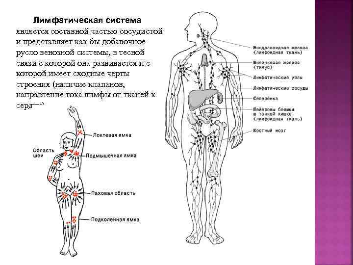 Схема направления тока лимфы