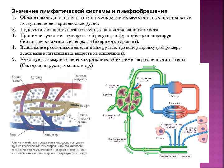 Рассмотрите рисунок с изображением фазы сердечного цикла