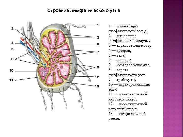 Сросшиеся клапаны в сердце