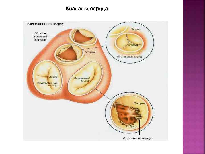 Что делают клапаны сердца