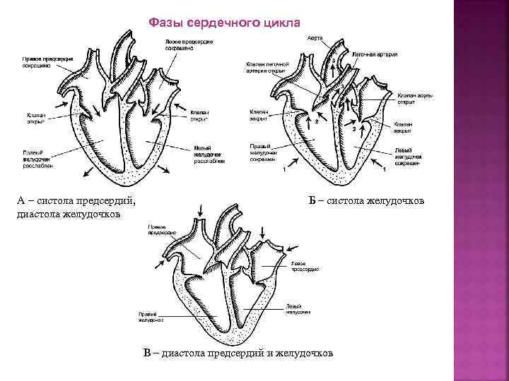 Сердце и клапаны схема