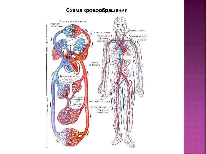 Кровообращение сердца человека схема