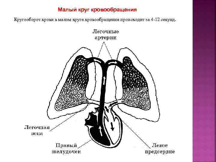 Пульмональный клапан сердца расположен