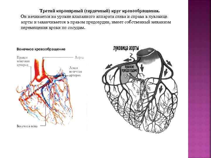 Полости и клапаны сердца