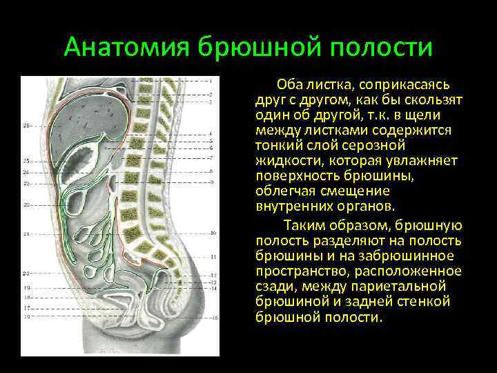 Анатомия брюшной полости Оба листка, соприкасаясь друг с другом, как бы скользят один об