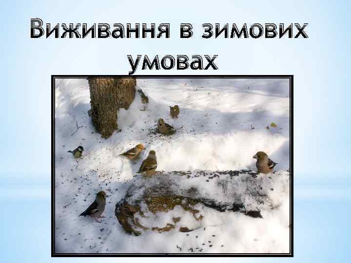 Виживання в зимових умовах 