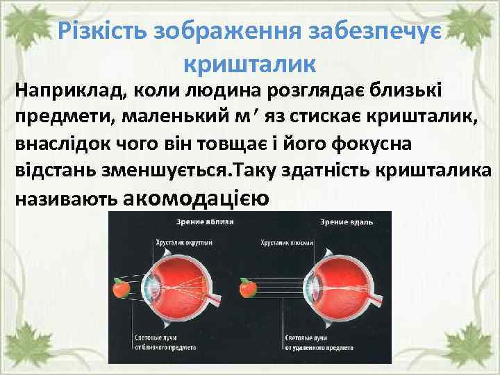 Різкість зображення забезпечує кришталик Наприклад, коли людина розглядає близькі предмети, маленький м’яз стискає кришталик,
