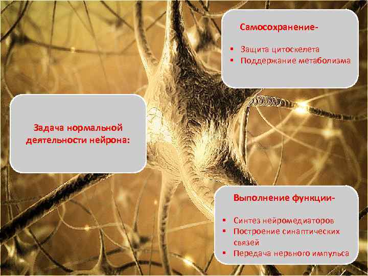 Самосохранение§ Защита цитоскелета § Поддержание метаболизма Задача нормальной деятельности нейрона: Выполнение функции§ Синтез нейромедиаторов