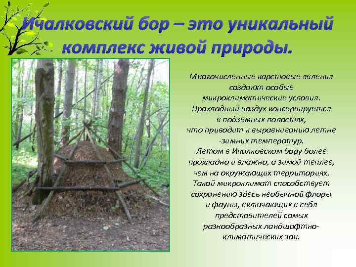 Ичалковский бор – это уникальный комплекс живой природы. Многочисленные карстовые явления создают особые микроклиматические