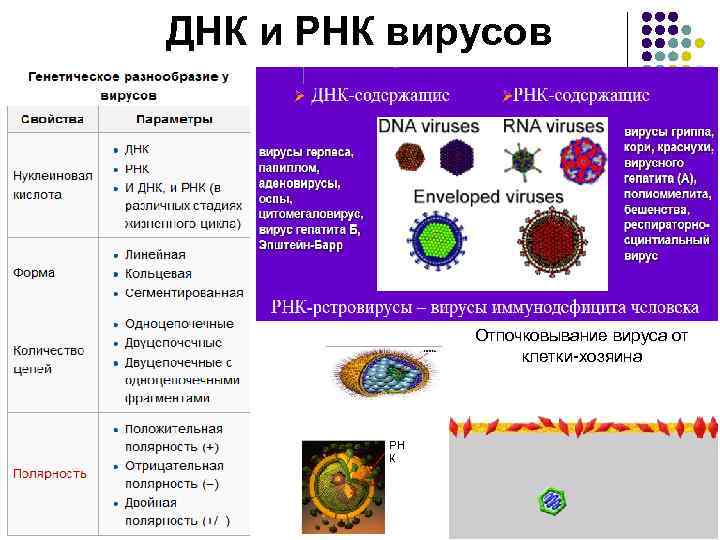 Инфекционная рнк. РНК вирусы. ДНК И РНК вирусы. РНК-содержащие вирусы человека. РНК содержащие вирусы.