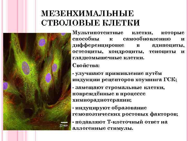 Мезенхимальные стволовые клетки. Мультипотентные стволовые клетки. Мультипотентные мезенхимальные стволовые клетки. Мультипотентная мезенхимная стволовая клетка. Мультипотентные мезенхимальные стромальные клетки.