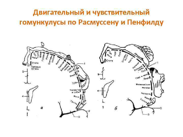 Сертифицированный схема терапевт