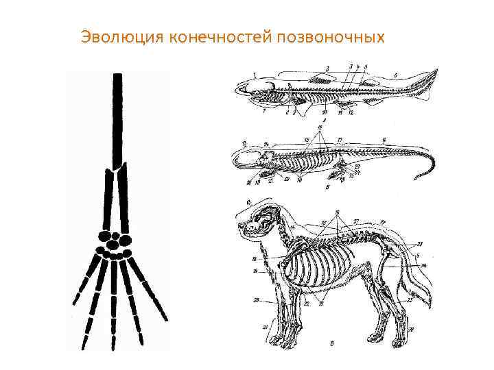 Рассмотрите рисунки с изображением различных конечностей позвоночных и определите тип органов