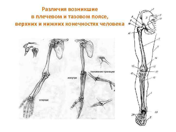 Пояс верхних конечностей человека