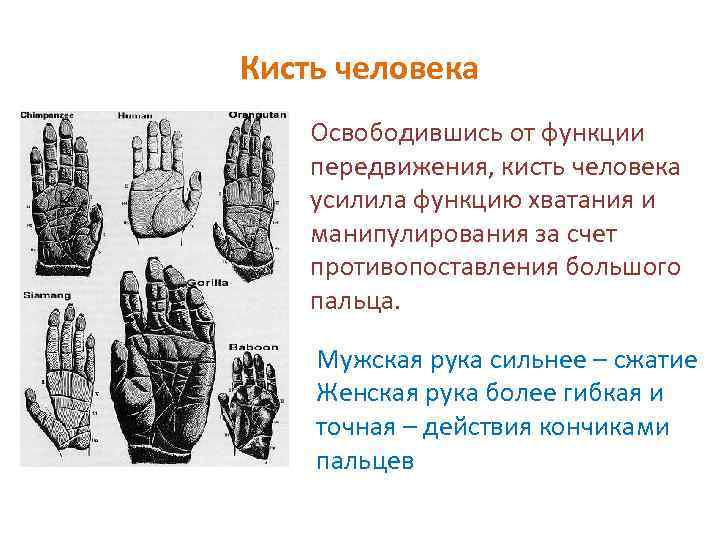 Кисть человека Освободившись от функции передвижения, кисть человека усилила функцию хватания и манипулирования за