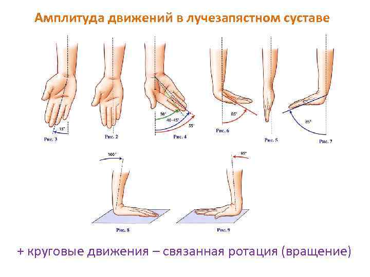 Амплитуда движений человека