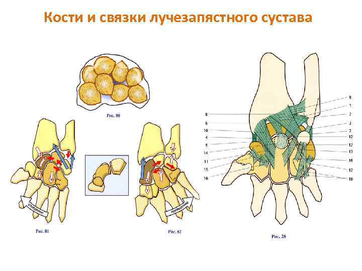 Карте суставов. Биомеханика лучезапястного сустава. Растяжение связок лучезапястного сустава. Анатомия лучезапястного сустава человека.