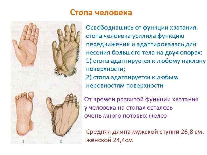 Стопа человека Освободившись от функции хватания, стопа человека усилила функцию передвижения и адаптировалась для