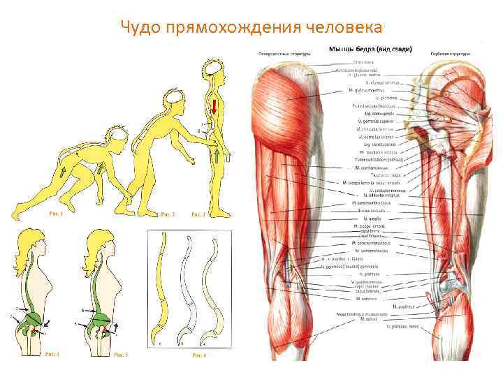 Обеспечивает прямохождение человека. Прямохождение человека. Прямохождения мышцы. Мышцы обеспечивающие прямохождение. Биомеханика мышц плеча.