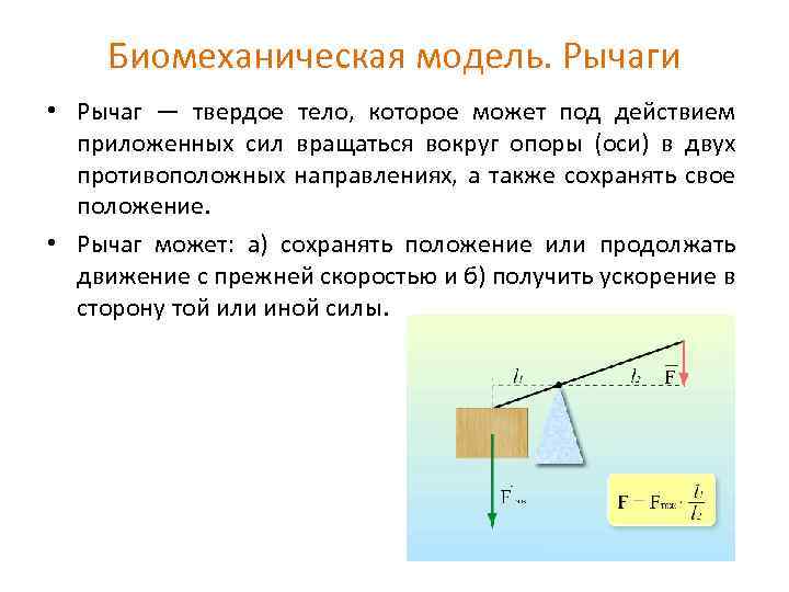 Биомеханическая модель. Рычаги • Рычаг — твердое тело, которое может под действием приложенных сил