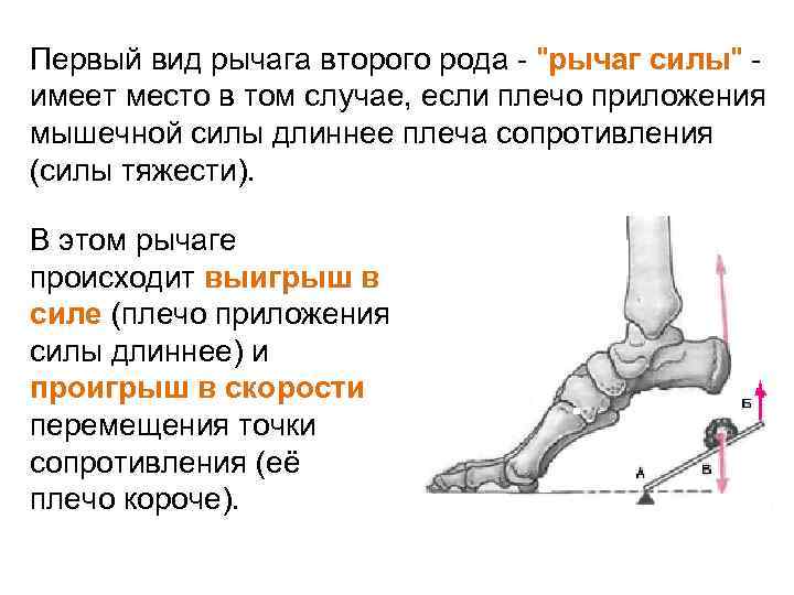 Рычаги в теле человека физика презентация