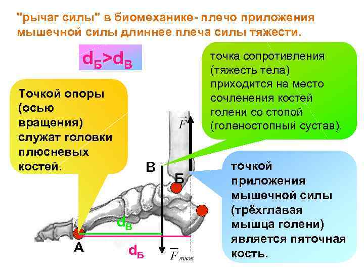 "рычаг силы" в биомеханике- плечо приложения мышечной силы длиннее плеча силы тяжести. d. Б>d.